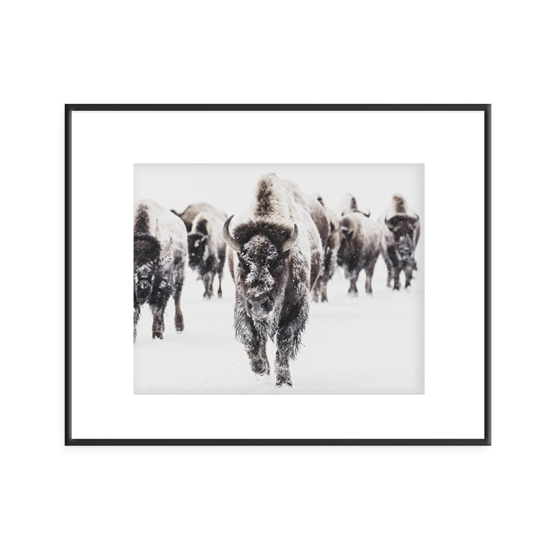 Bison