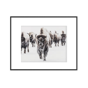 Bison